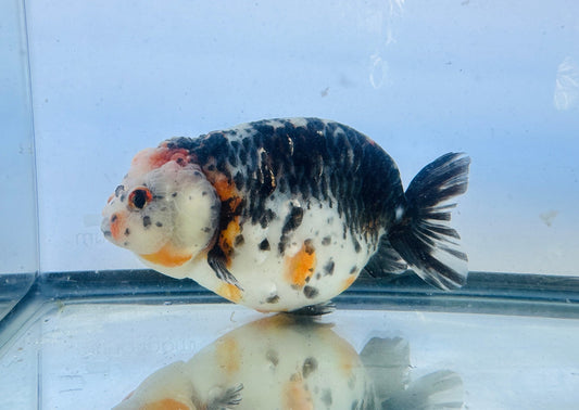 Kirin Ranchu (F, 5'') - Lunar Fancies