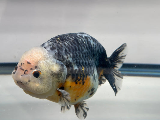 Kirin Ranchu (M, 5'') - Lunar Fancies