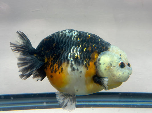 Kirin Ranchu (M, 5'') - Lunar Fancies