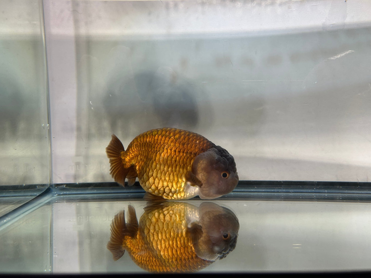 Lavender Ranchu (F, 4.5'') - Lunar Fancies