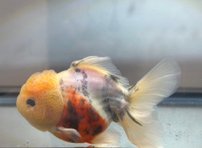 Lemon Head Oranda (M, 4'') - Lunar Fancies