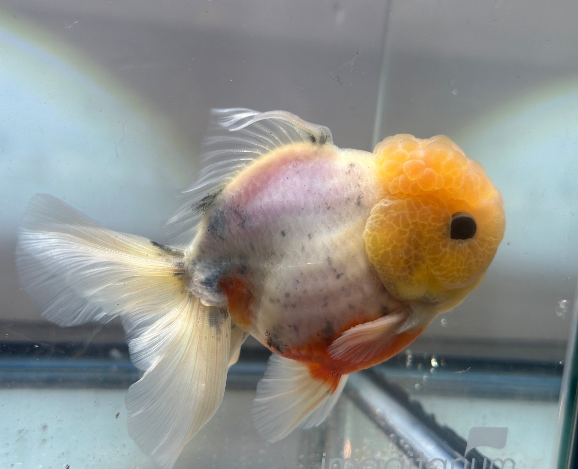 Lemon Head Oranda (M, 4'') - Lunar Fancies