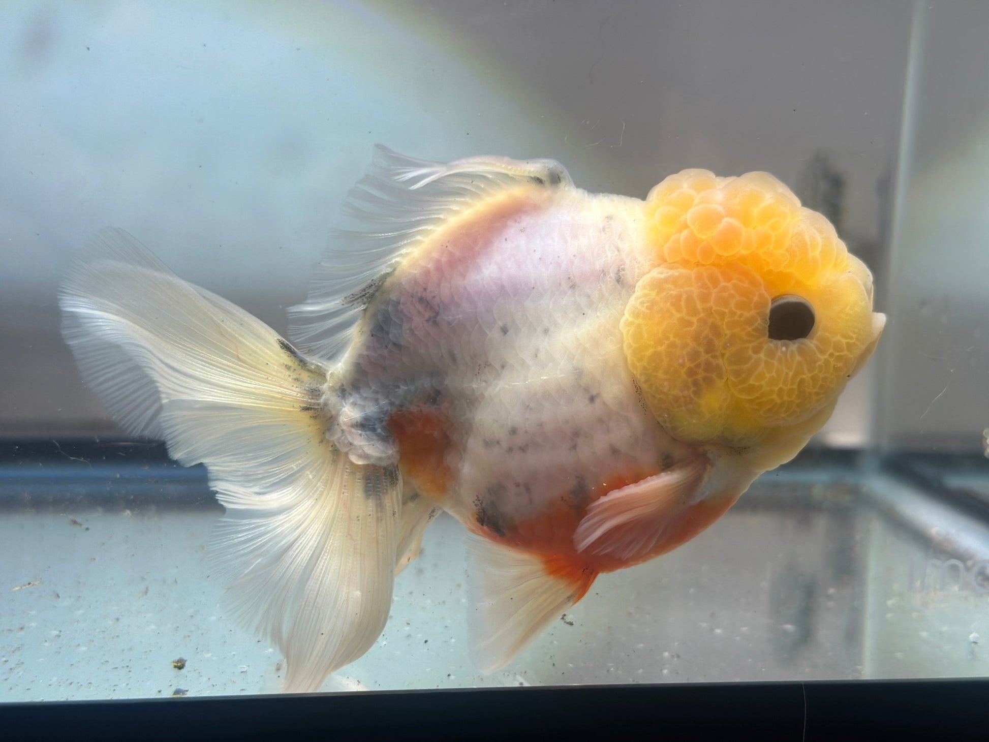Lemon Head Oranda (M, 4'') - Lunar Fancies