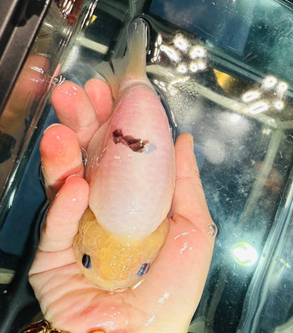 Lemon Head Ranchu (4.5'') - Lunar Fancies