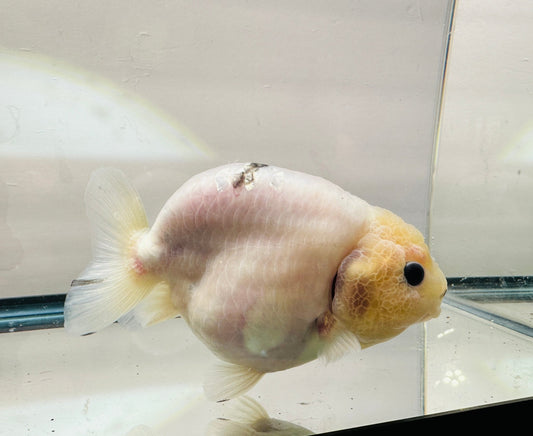Lemon Head Ranchu (4.5'') - Lunar Fancies