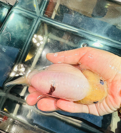 Lemon Head Ranchu (4.5'') - Lunar Fancies