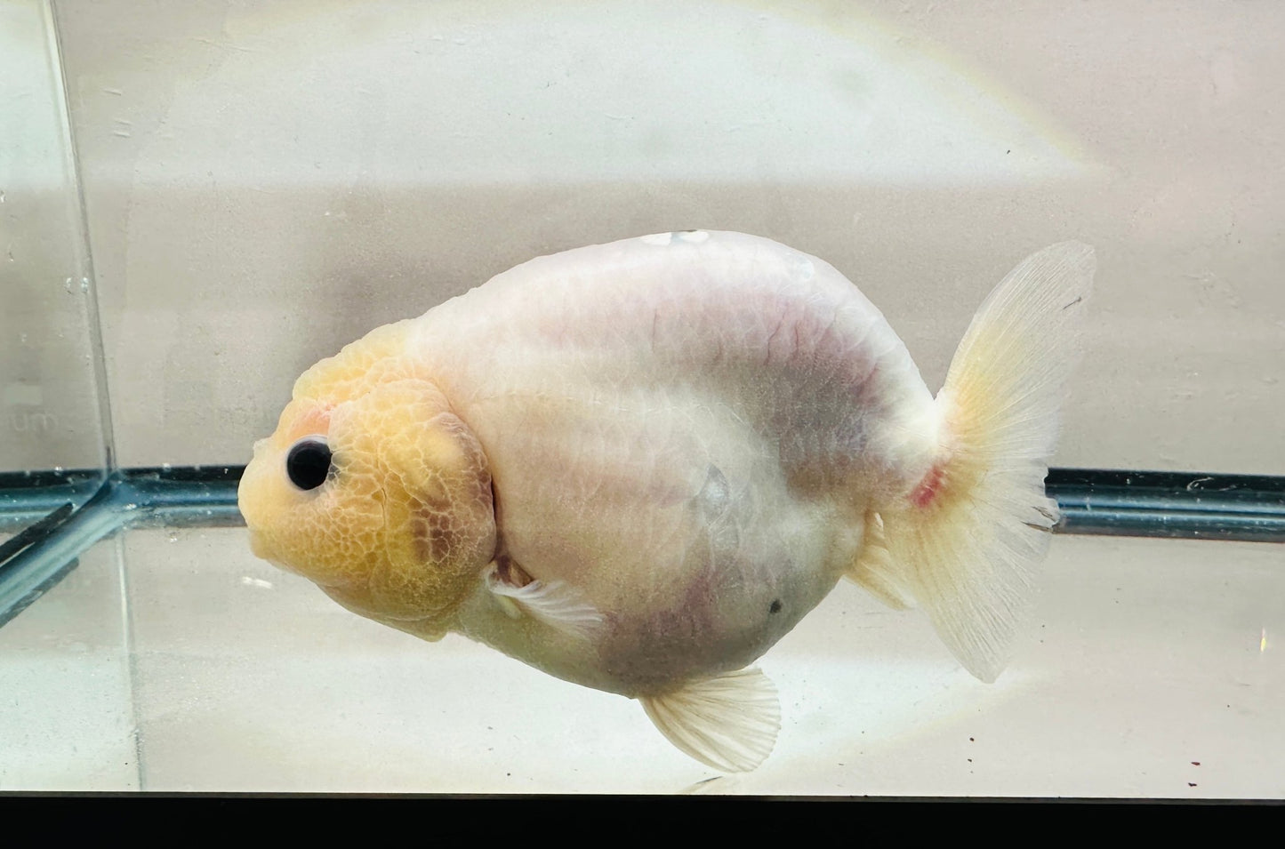 Lemon Head Ranchu (4.5'') - Lunar Fancies