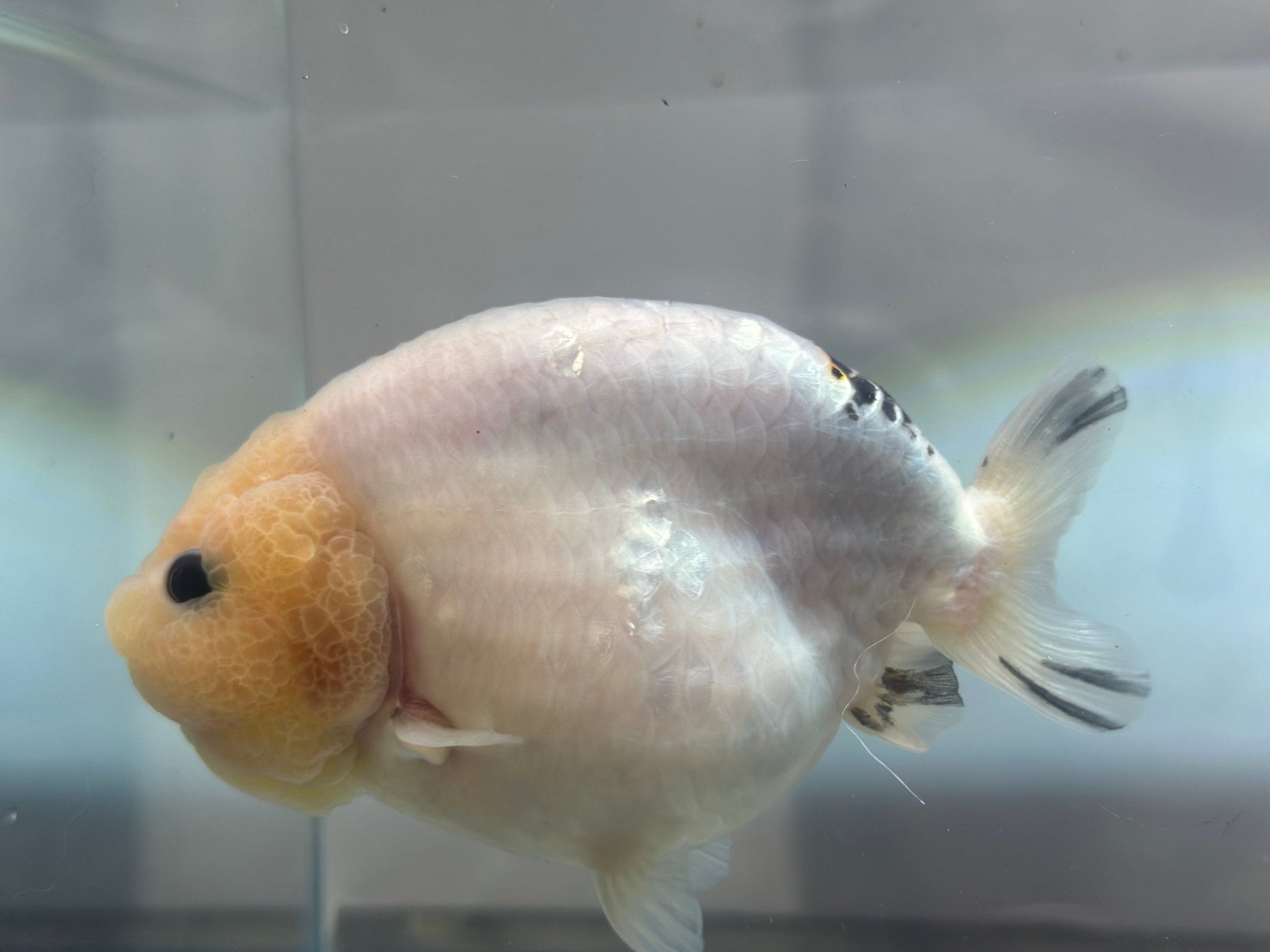 Lemon Head Ranchu (M, 4.5'') - Lunar Fancies