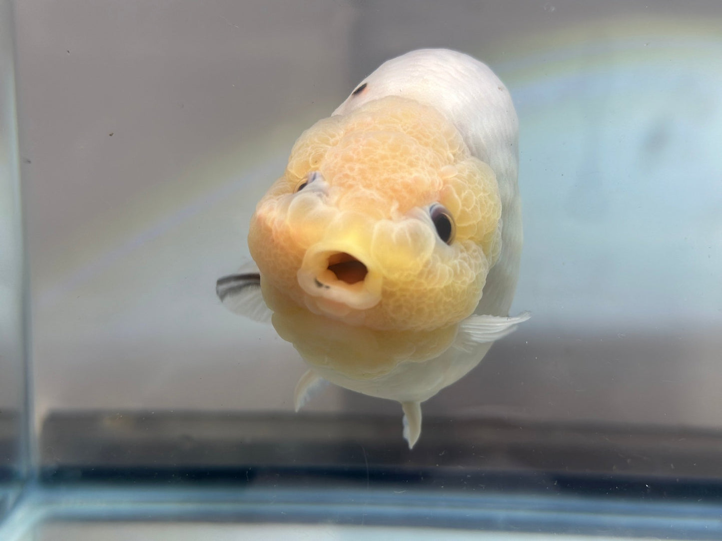 Lemon Head Ranchu (M, 4.5'') - Lunar Fancies