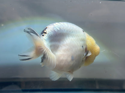 Lemon Head Ranchu (M, 4.5'') - Lunar Fancies