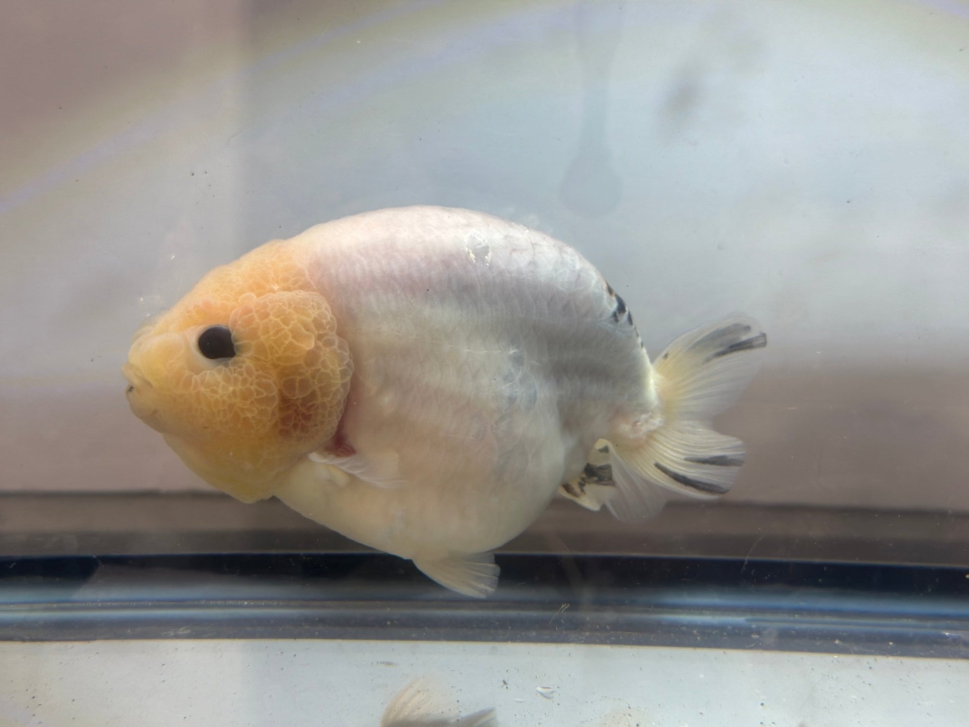 Lemon Head Ranchu (M, 4.5'') - Lunar Fancies