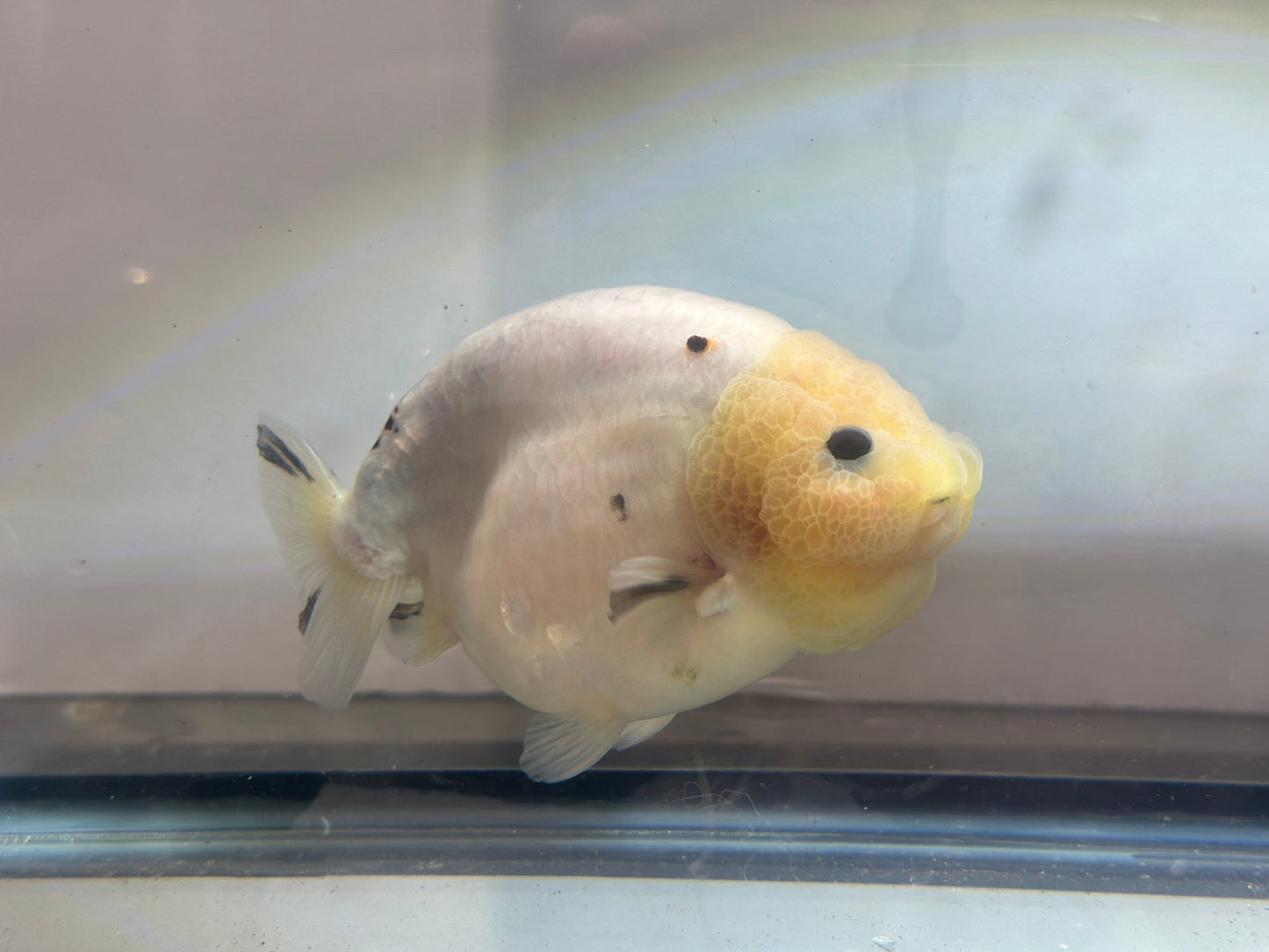 Lemon Head Ranchu (M, 4.5'') - Lunar Fancies
