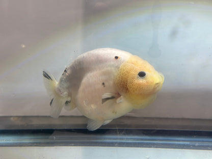 Lemon Head Ranchu (M, 4.5'') - Lunar Fancies
