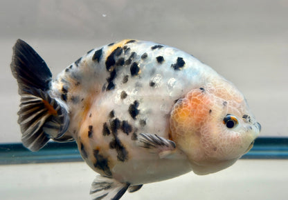 Leopard Ranchu (M, 5.5'') - Lunar Fancies