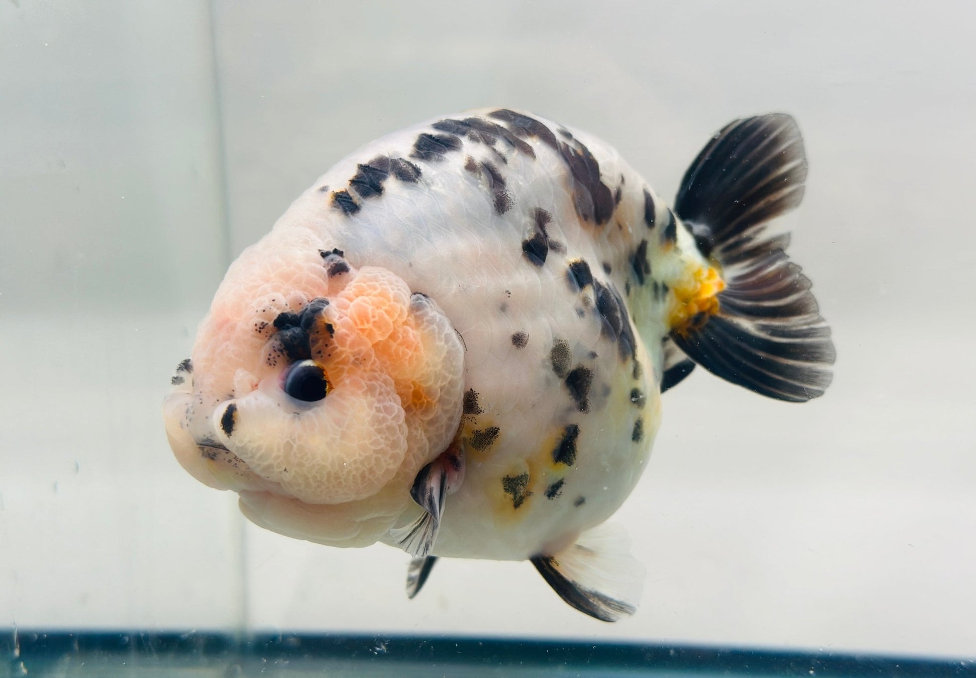 Leopard Ranchu (M, 5.5'') - Lunar Fancies