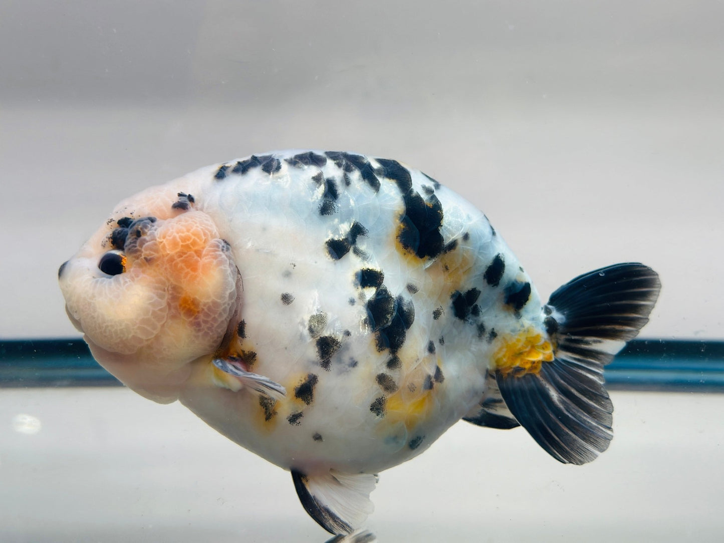 Leopard Ranchu (M, 5.5'') - Lunar Fancies