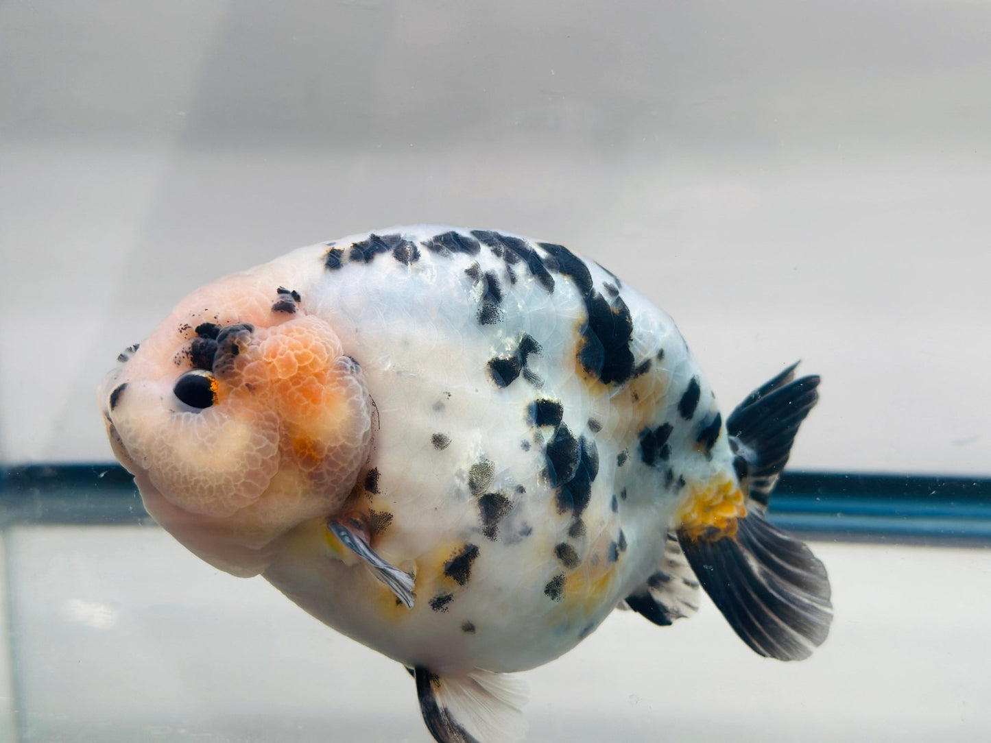 Leopard Ranchu (M, 5.5'') - Lunar Fancies
