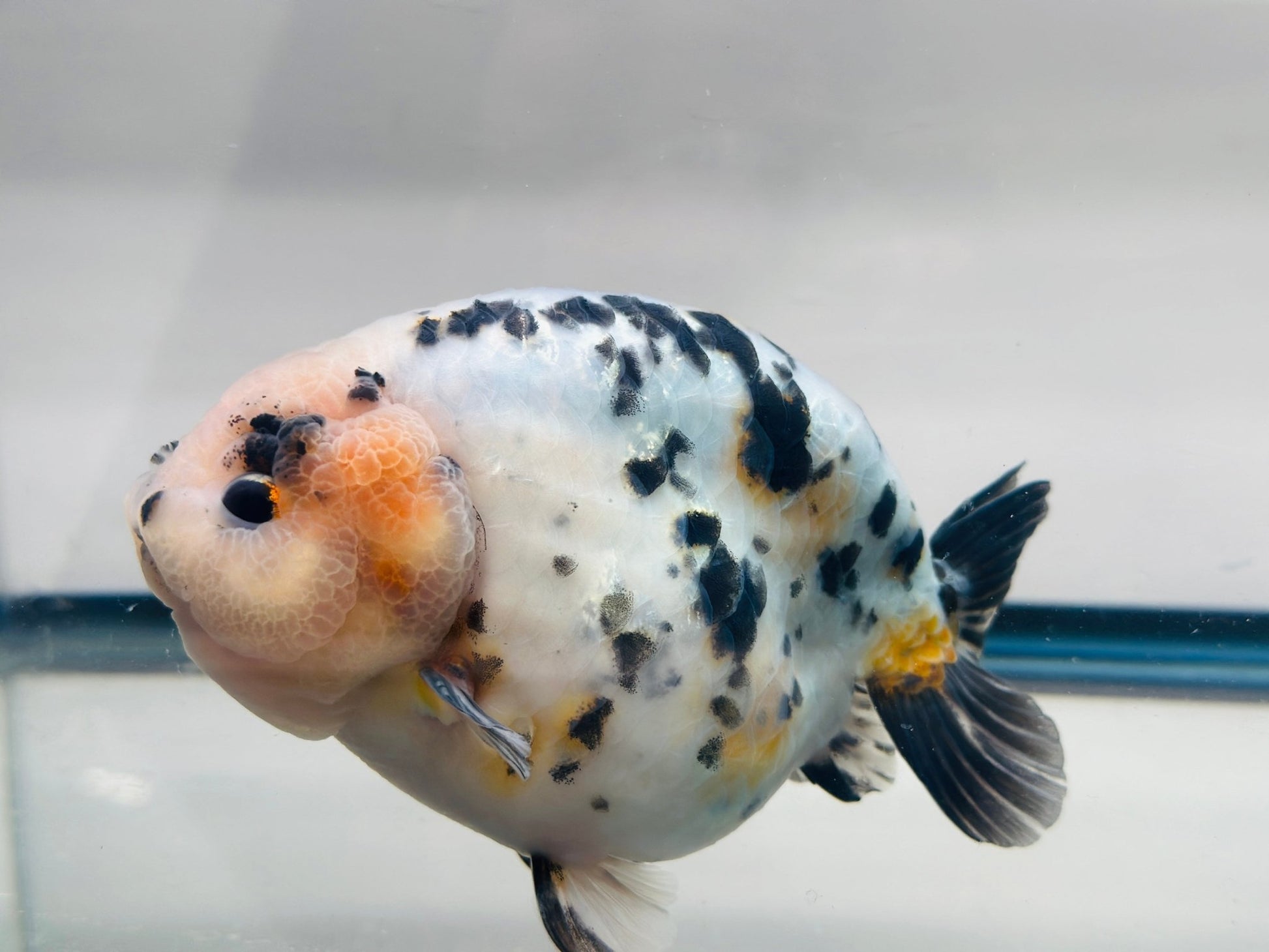 Leopard Ranchu (M, 5.5'') - Lunar Fancies