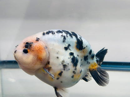 Leopard Ranchu (M, 5.5'') - Lunar Fancies