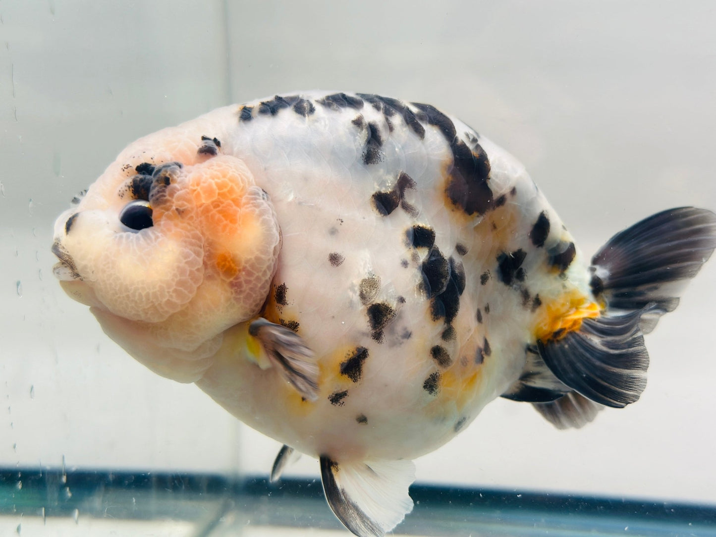 Leopard Ranchu (M, 5.5'') - Lunar Fancies