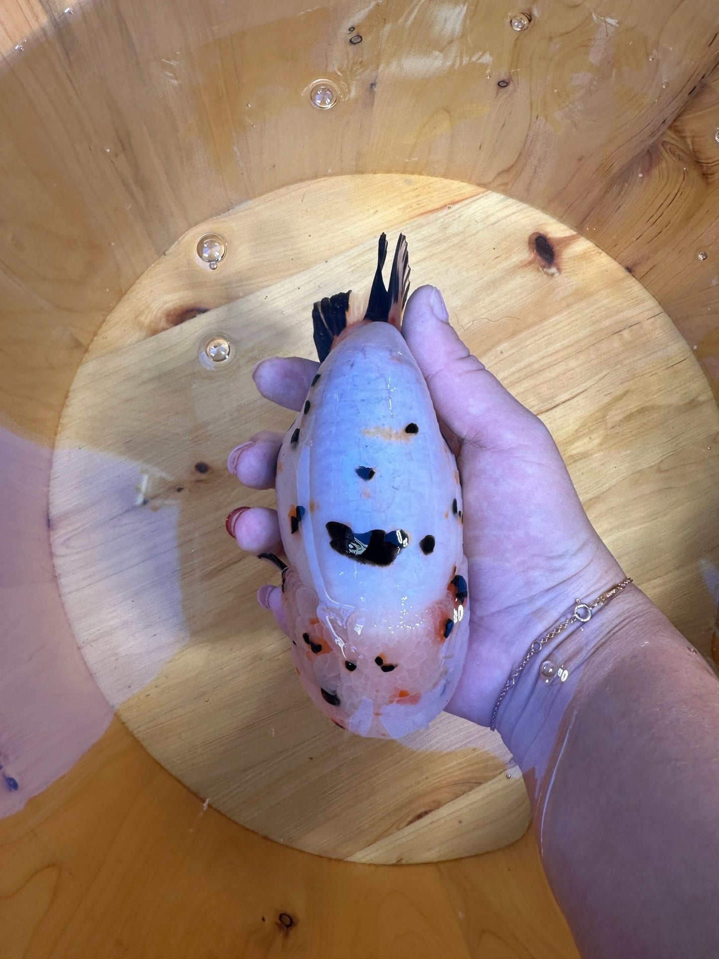 Male Calico Ranchu (5.5–6”) - Lunar Fancies