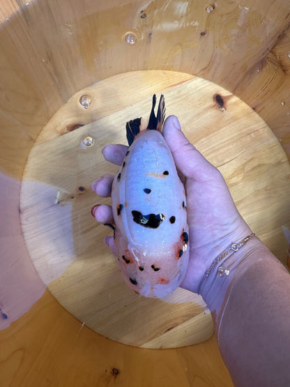 Male Calico Ranchu (5.5–6”) - Lunar Fancies