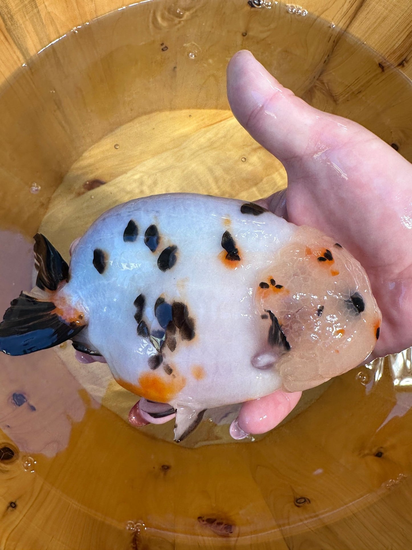 Male Calico Ranchu (5.5–6”) - Lunar Fancies