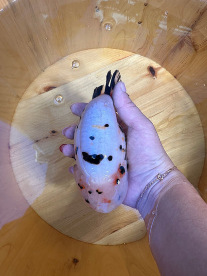 Male Calico Ranchu (5.5–6”) - Lunar Fancies