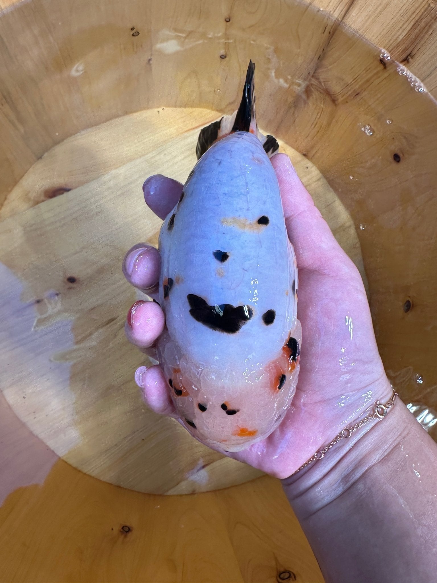 Male Calico Ranchu (5.5–6”) - Lunar Fancies