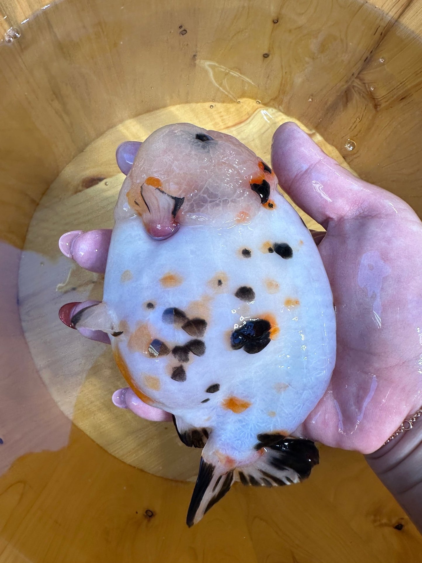Male Calico Ranchu (5.5–6”) - Lunar Fancies