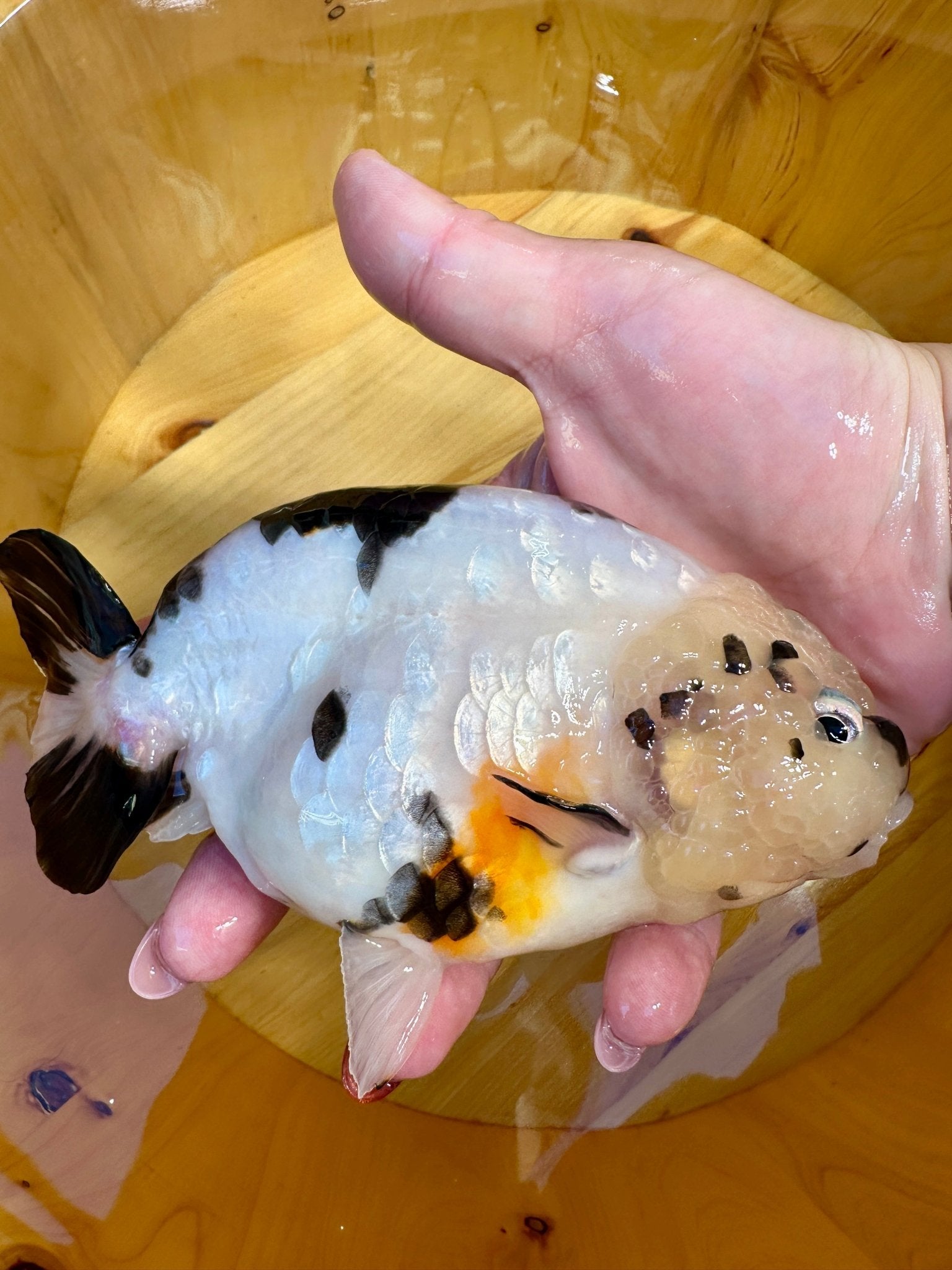 ✨ Male Cow Pattern Ranchu (5.5–6") - Lunar Fancies
