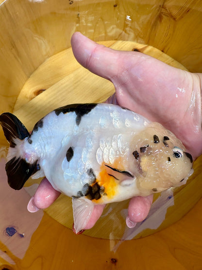 ✨ Male Cow Pattern Ranchu (5.5–6") - Lunar Fancies