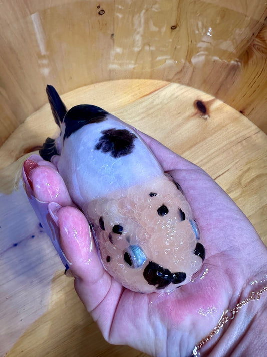 ✨ Male Cow Pattern Ranchu (5.5–6") - Lunar Fancies