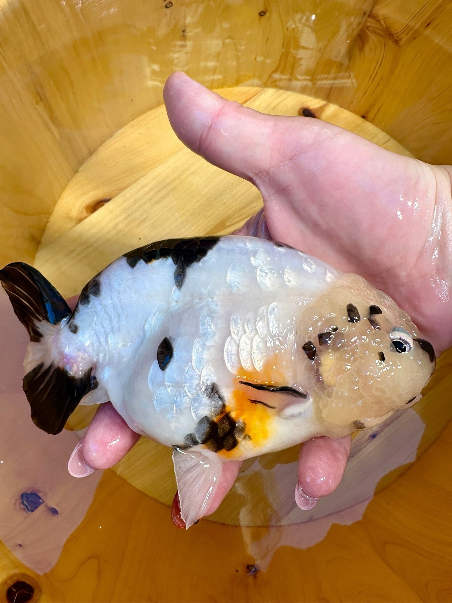 ✨ Male Cow Pattern Ranchu (5.5–6") - Lunar Fancies