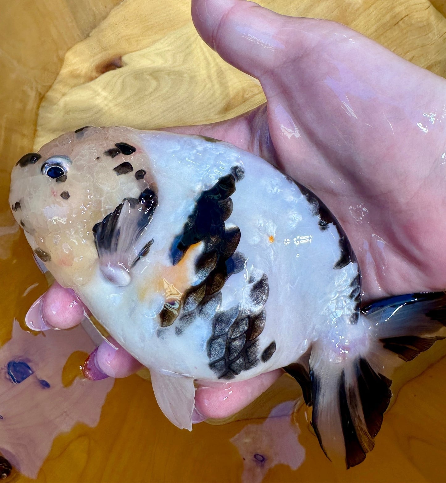 ✨ Male Cow Pattern Ranchu (5.5–6") - Lunar Fancies