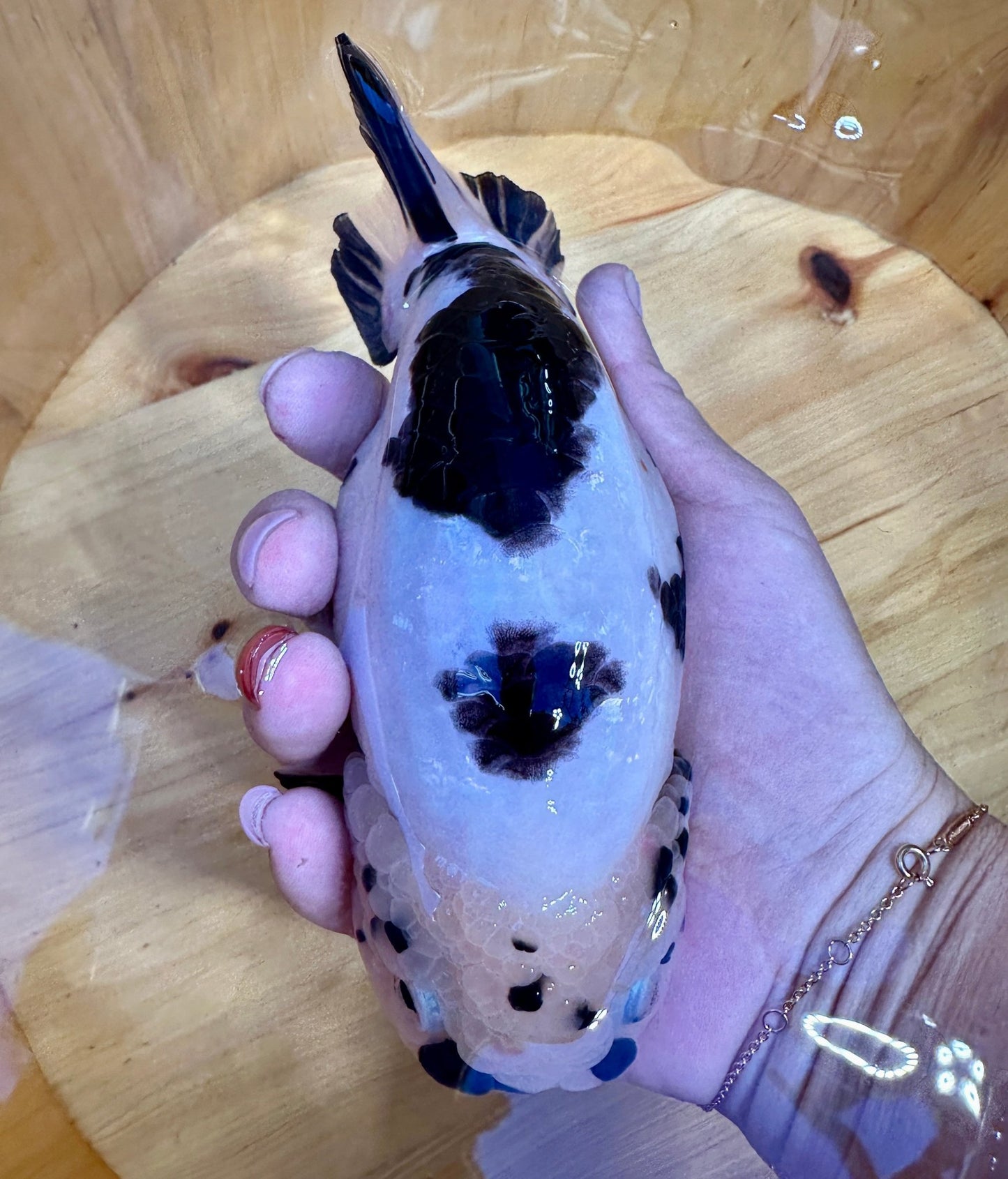 ✨ Male Cow Pattern Ranchu (5.5–6") - Lunar Fancies