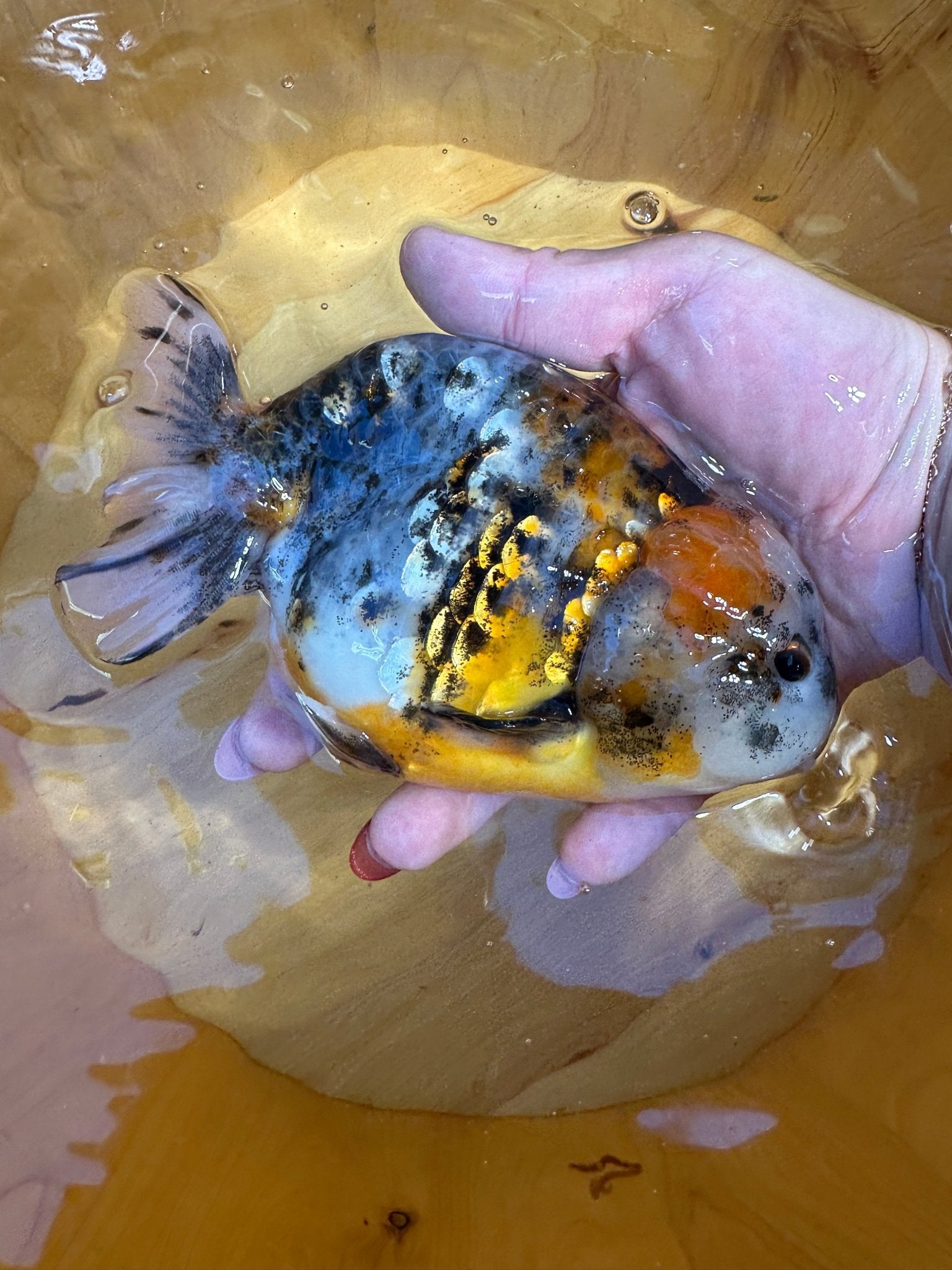Male Tiger Pattern Calico Ranchu (5.5–6”) - Lunar Fancies