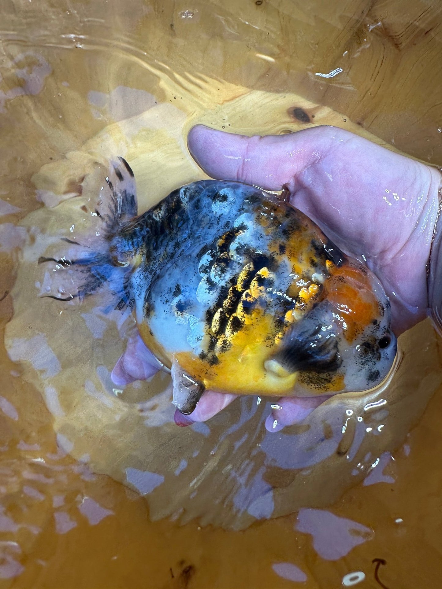 Male Tiger Pattern Calico Ranchu (5.5–6”) - Lunar Fancies