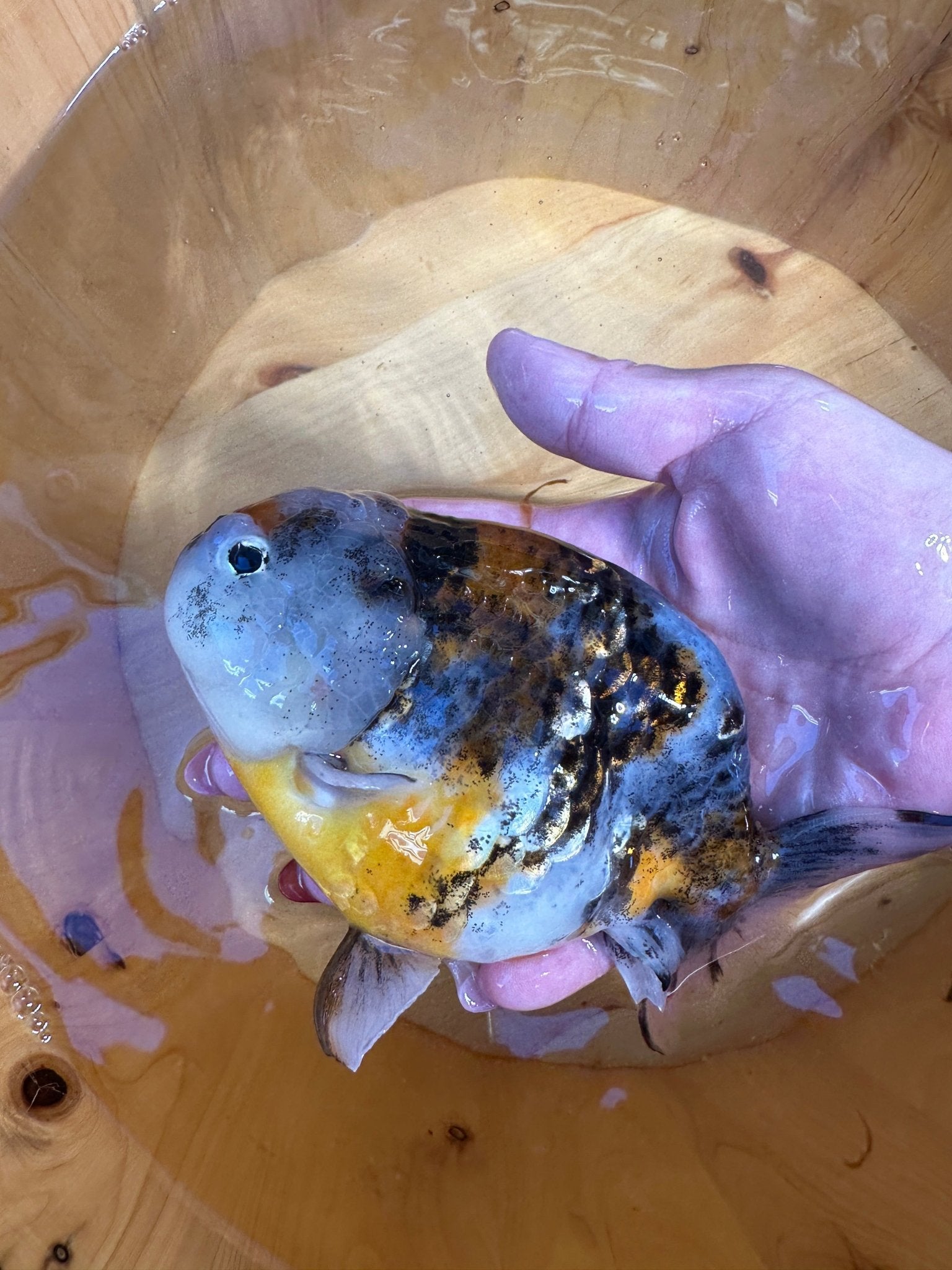 Male Tiger Pattern Calico Ranchu (5.5–6”) - Lunar Fancies