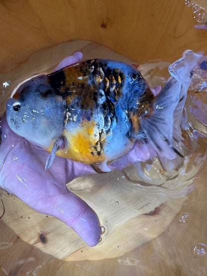 Male Tiger Pattern Calico Ranchu (5.5–6”) - Lunar Fancies