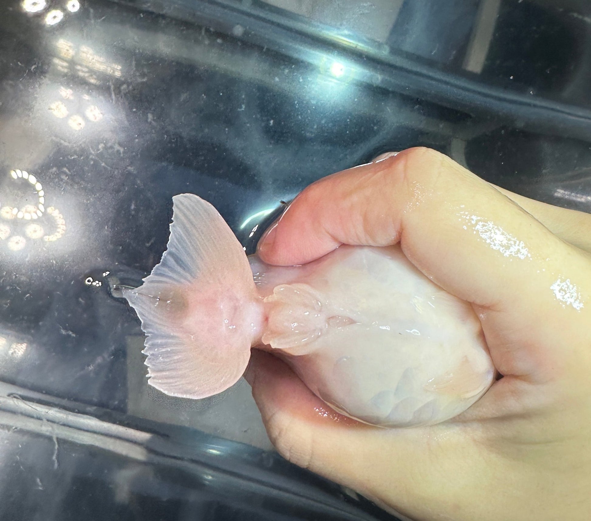 Orange & White Ranchu (F, 4.5'') - Lunar Fancies