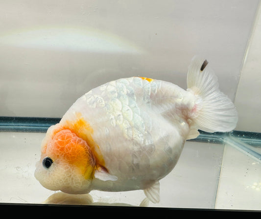 Orange & White Ranchu (F, 4.5'') - Lunar Fancies