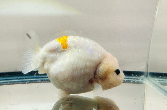 Orange & White Ranchu (F, 4.5'') - Lunar Fancies