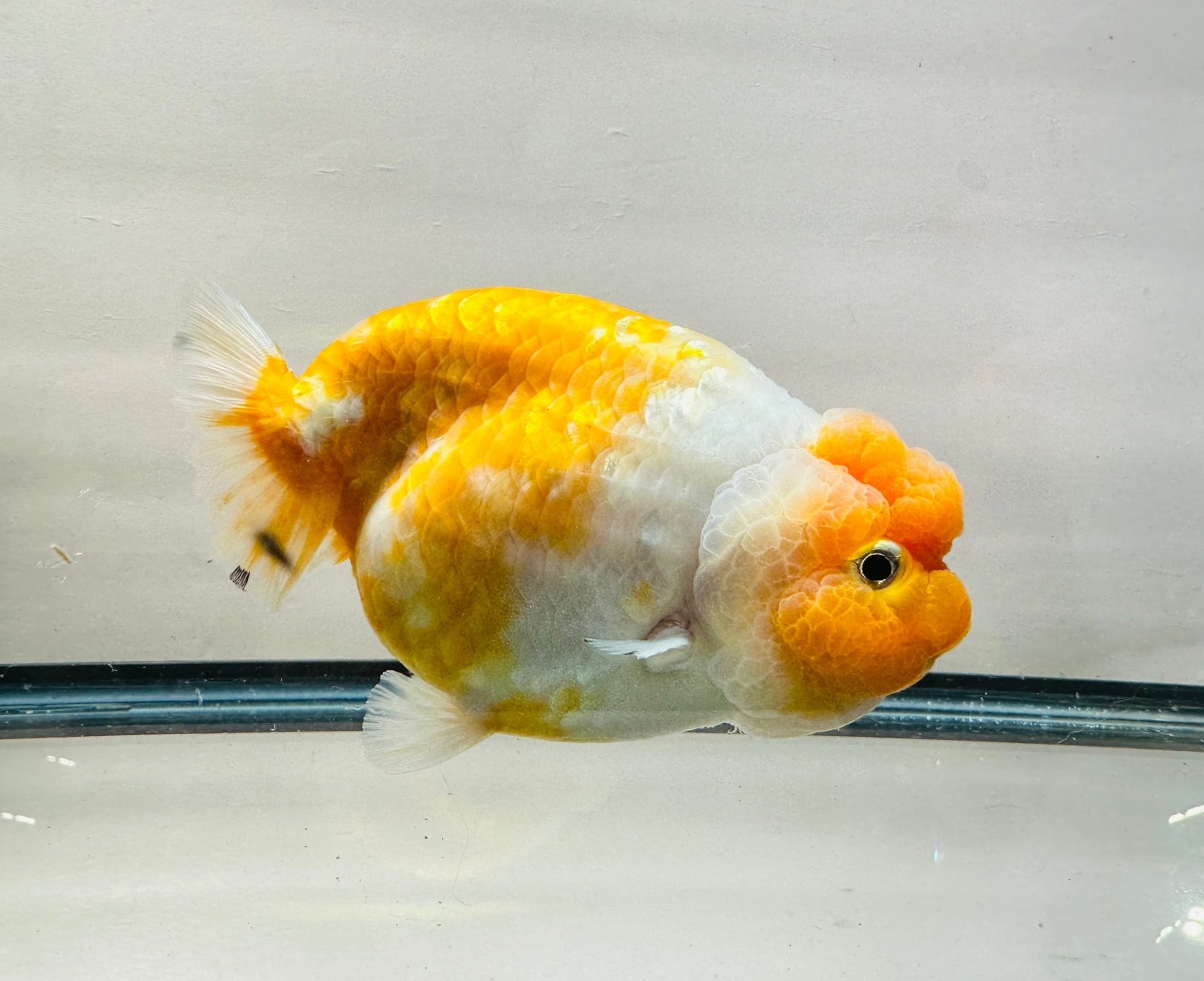 Orange & White Ranchu (F, 5.5'') - Lunar Fancies