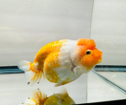 Orange & White Ranchu (F, 5.5'') - Lunar Fancies