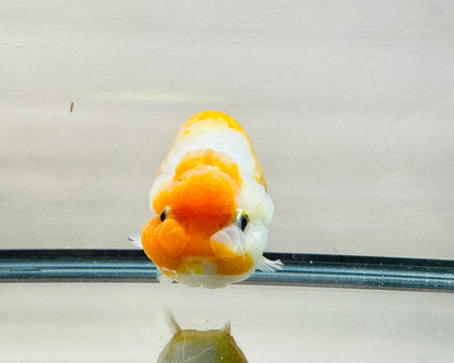 Orange & White Ranchu (F, 5.5'') - Lunar Fancies