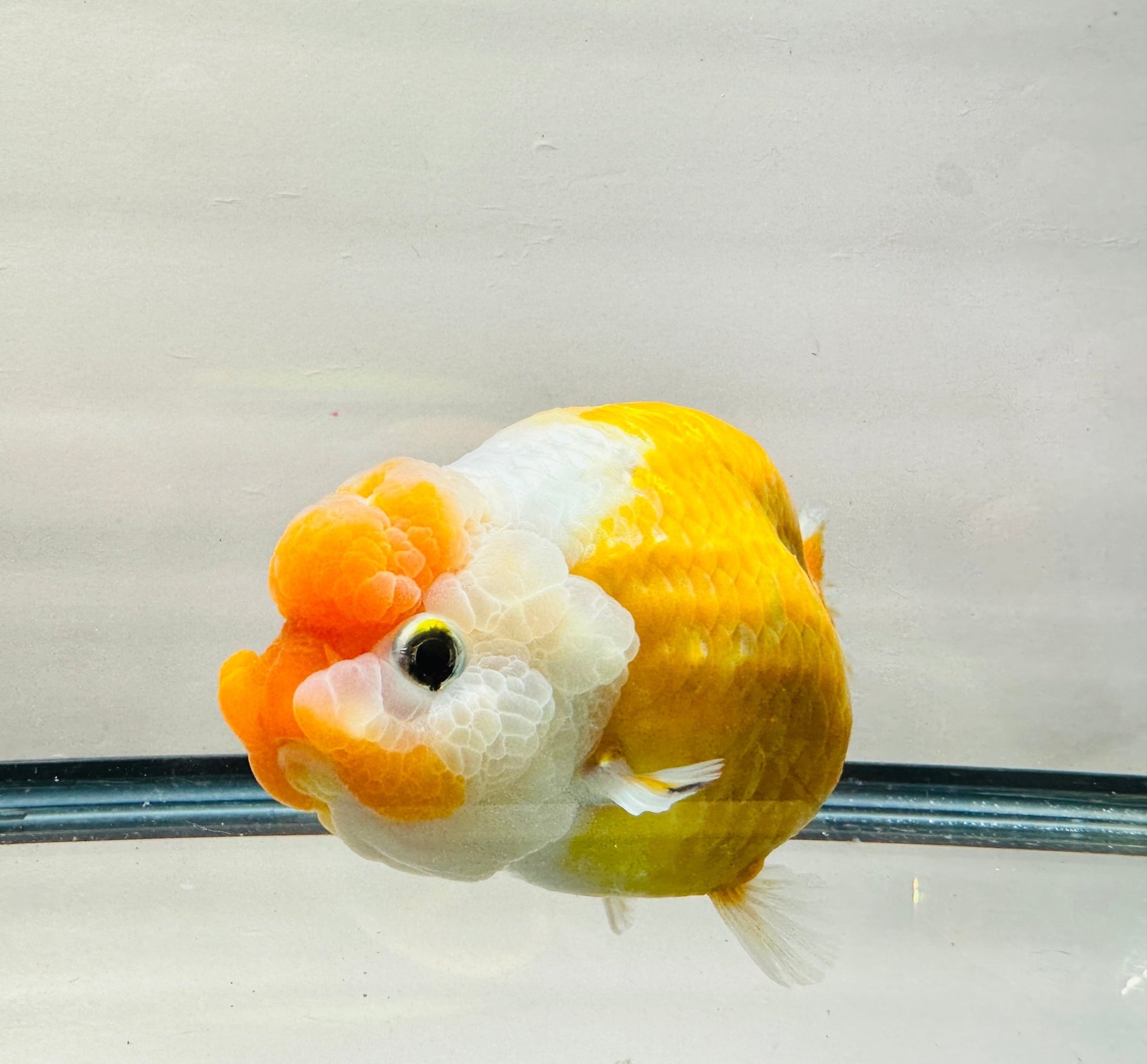 Orange & White Ranchu (F, 5.5'') - Lunar Fancies