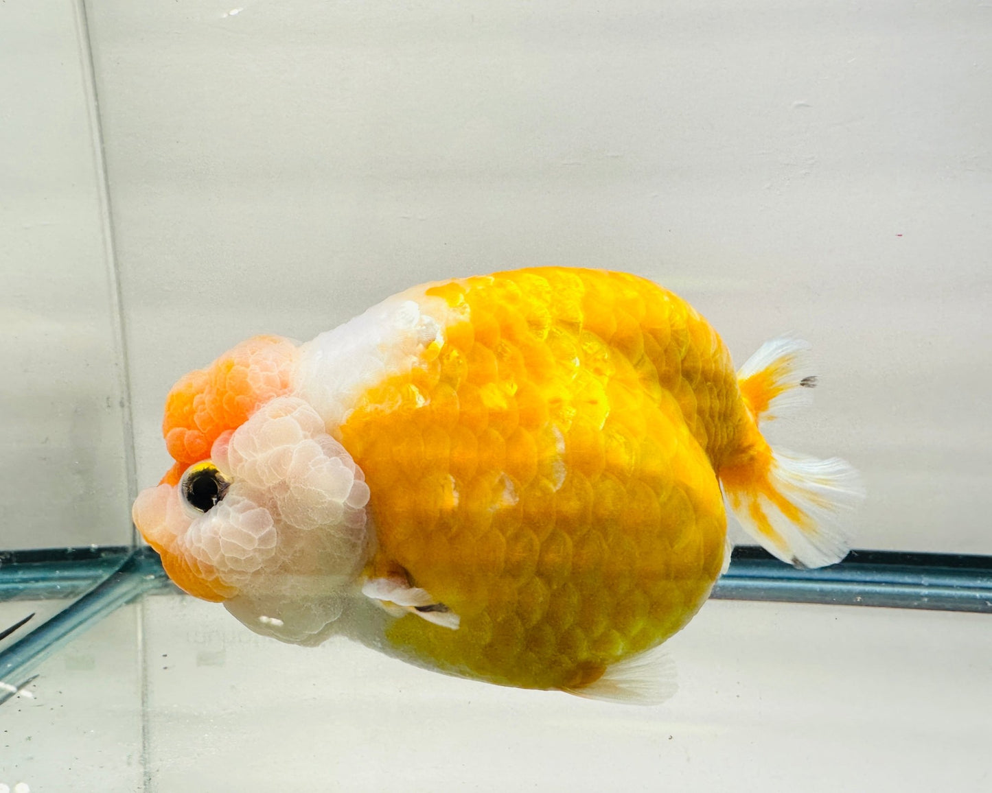 Orange & White Ranchu (F, 5.5'') - Lunar Fancies