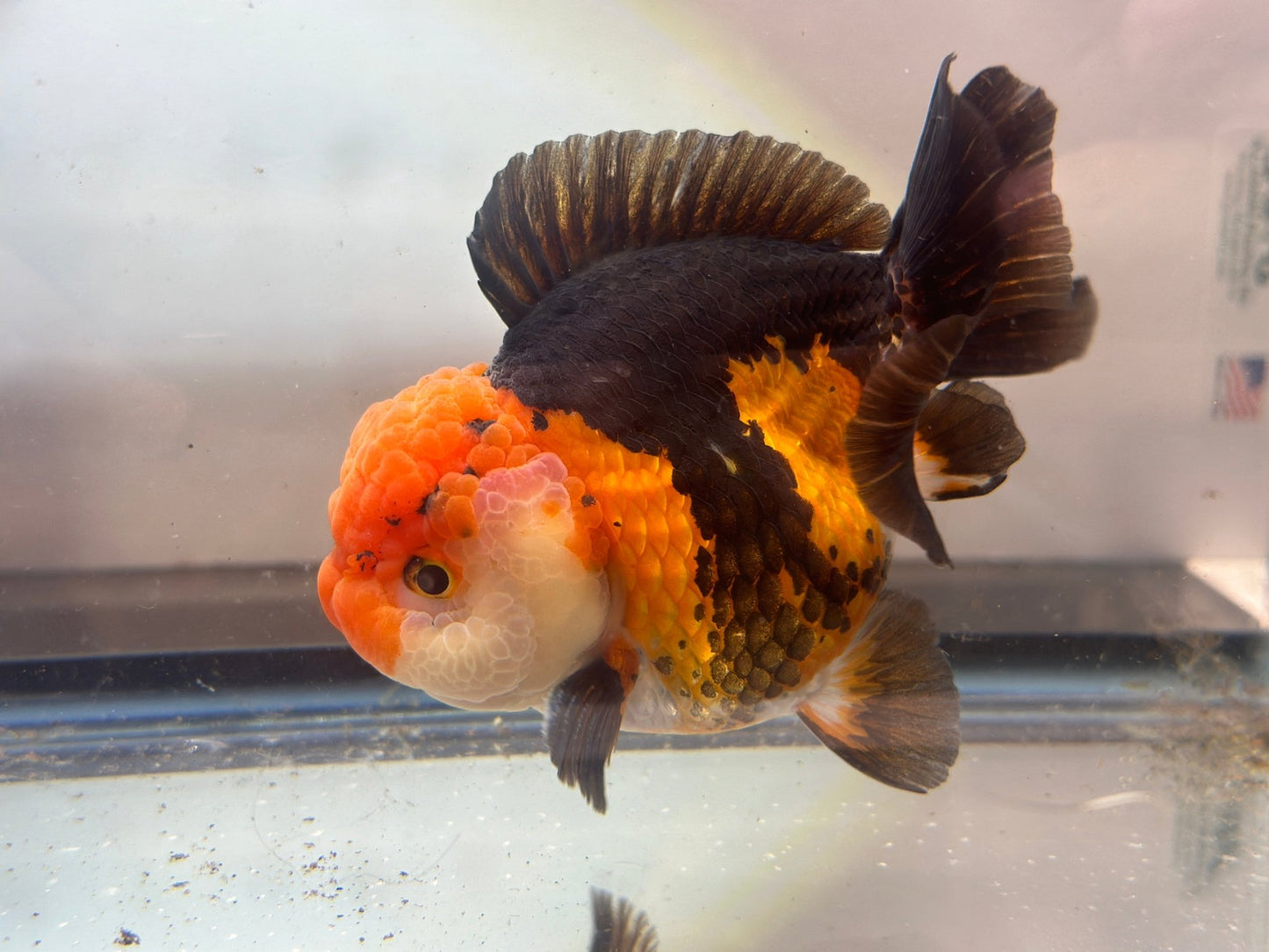 Panda Oranda (M, 4.5'') - Lunar Fancies