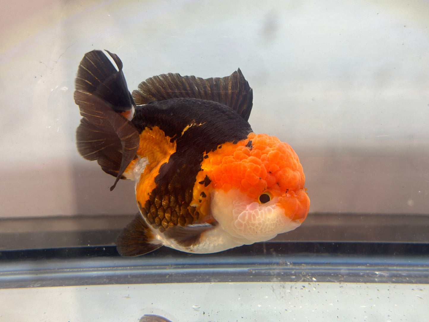 Panda Oranda (M, 4.5'') - Lunar Fancies